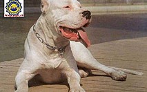 Dogo Argentino 2 Dogo Argentino 2